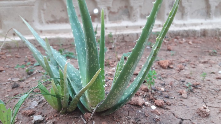 aloevera