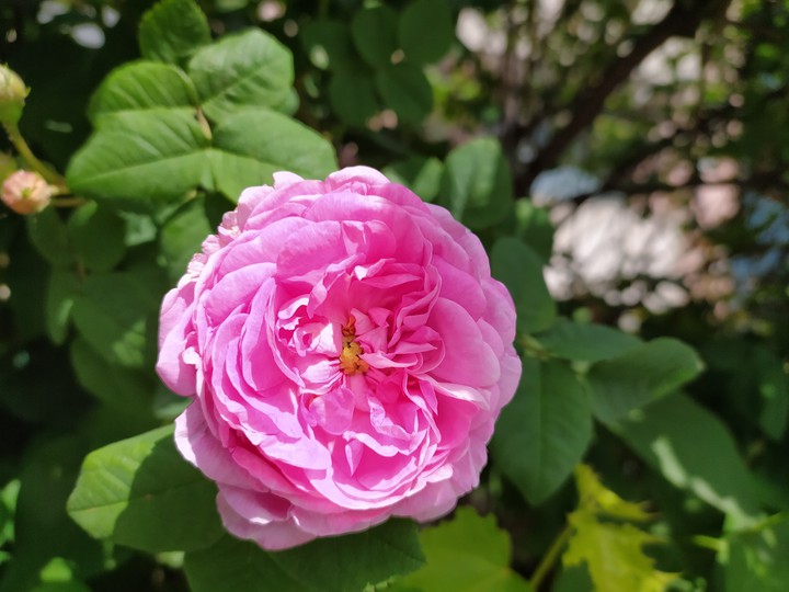 Tea rose