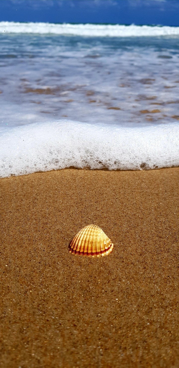 mare