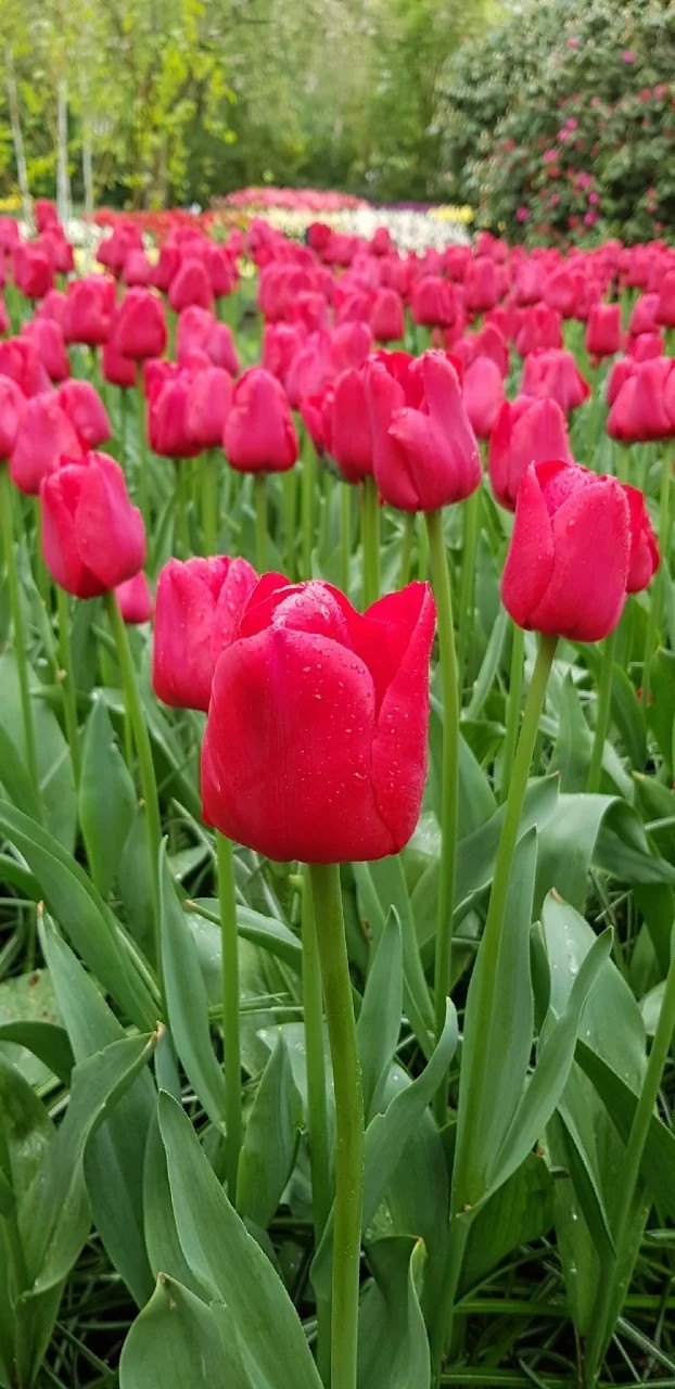 Tulip