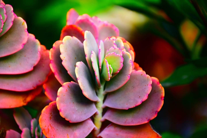 show plant