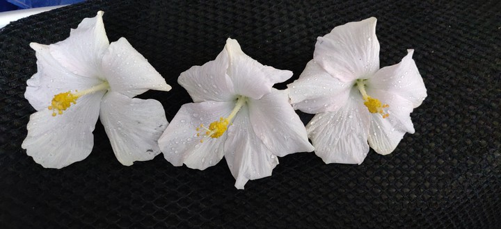 Hibiscus