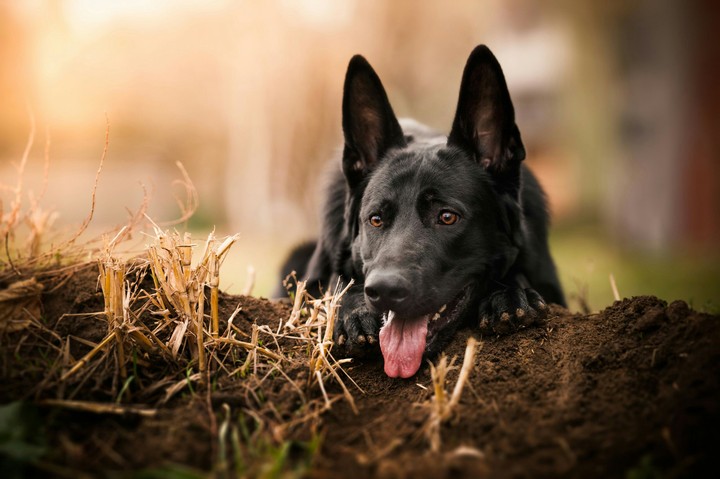 Cute Dog