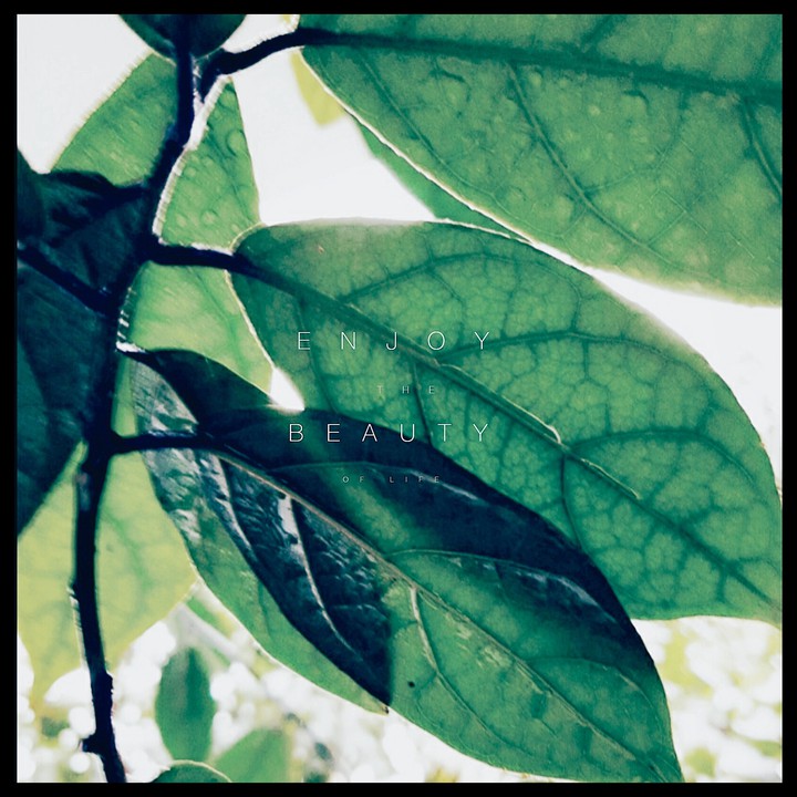 album e