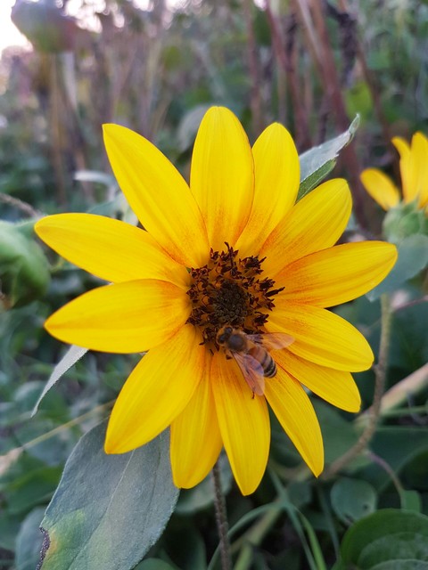 Yellow Flower