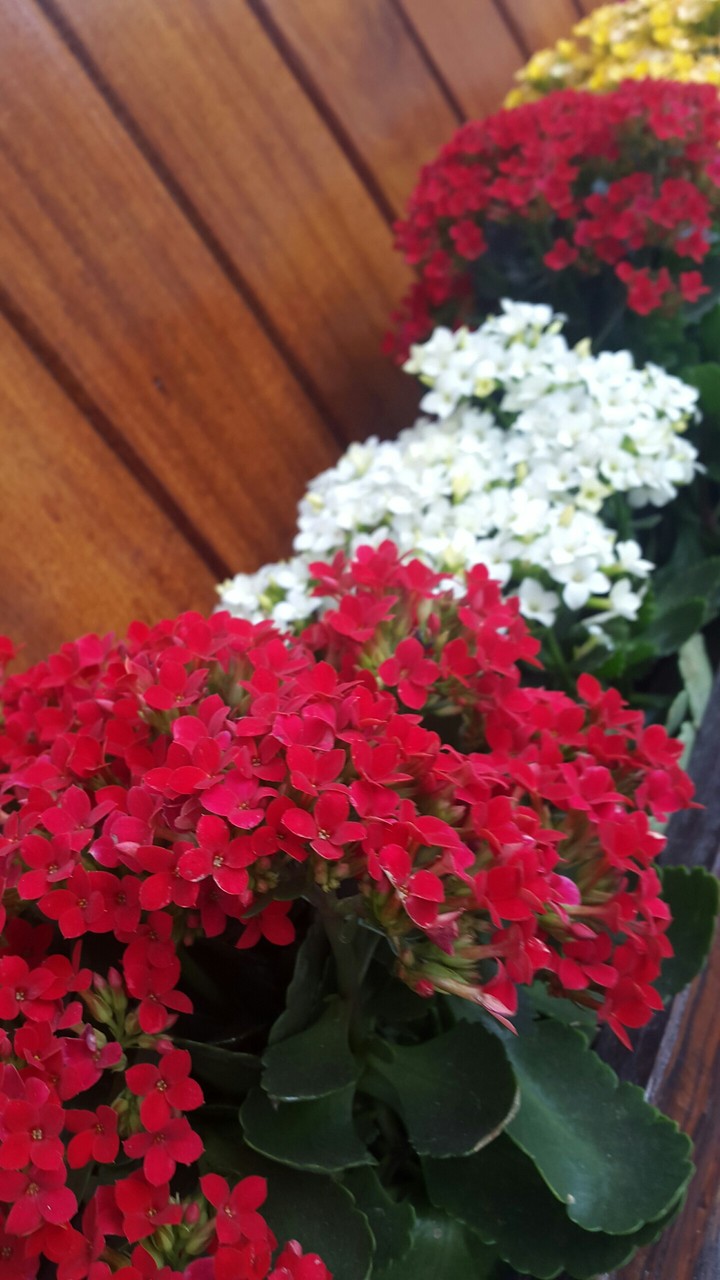 Flowers