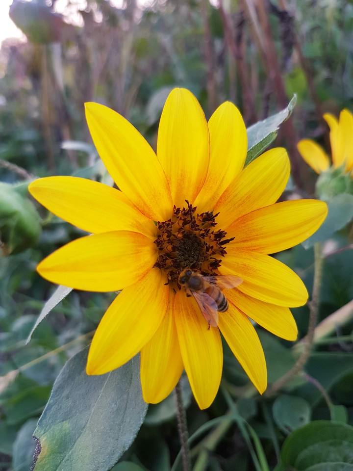 Yellow Flower