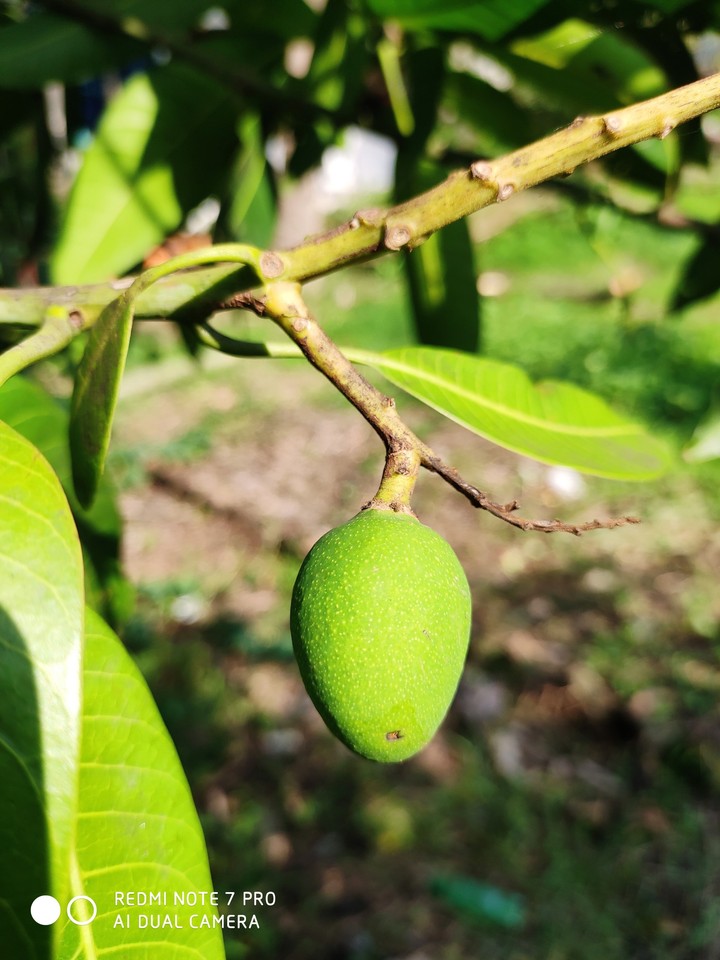 fruits