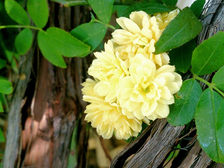 yellow flowers