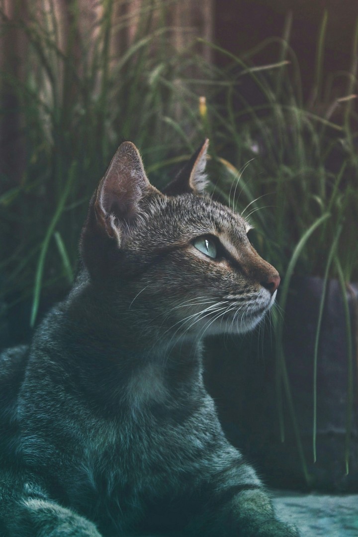 cat life
