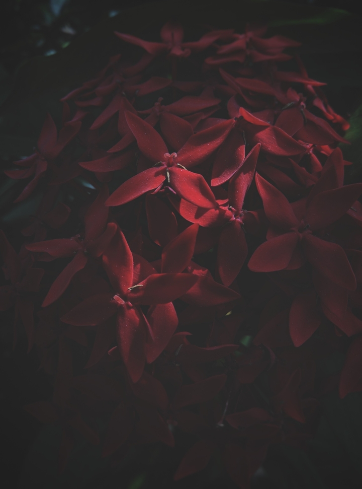 Red Blossom