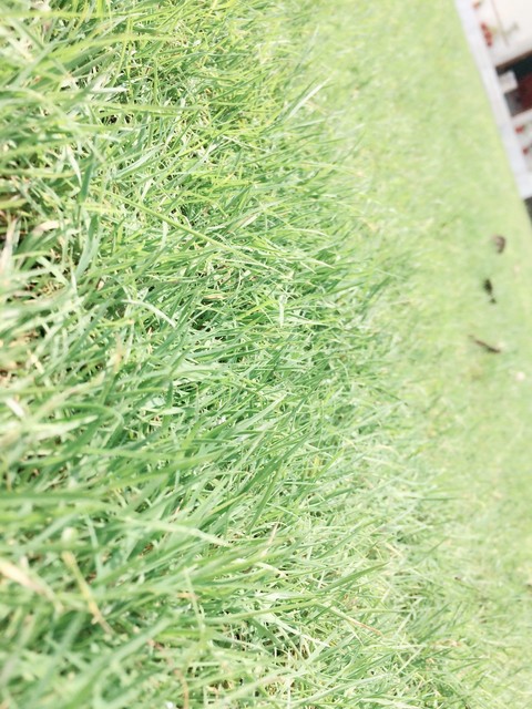 #greenery_iphone5s