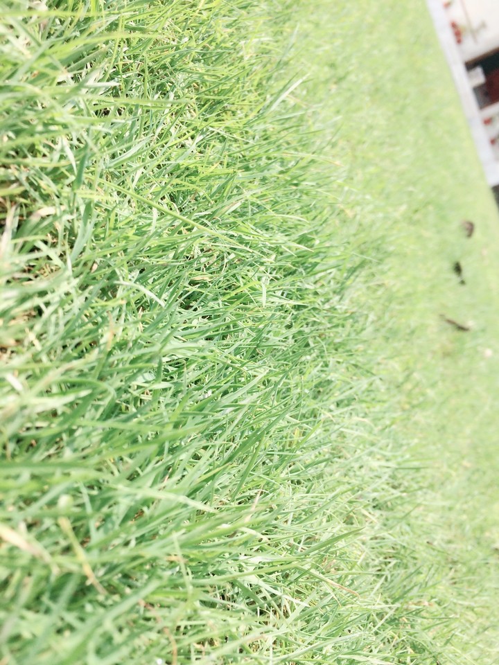 #greenery_iphone5s