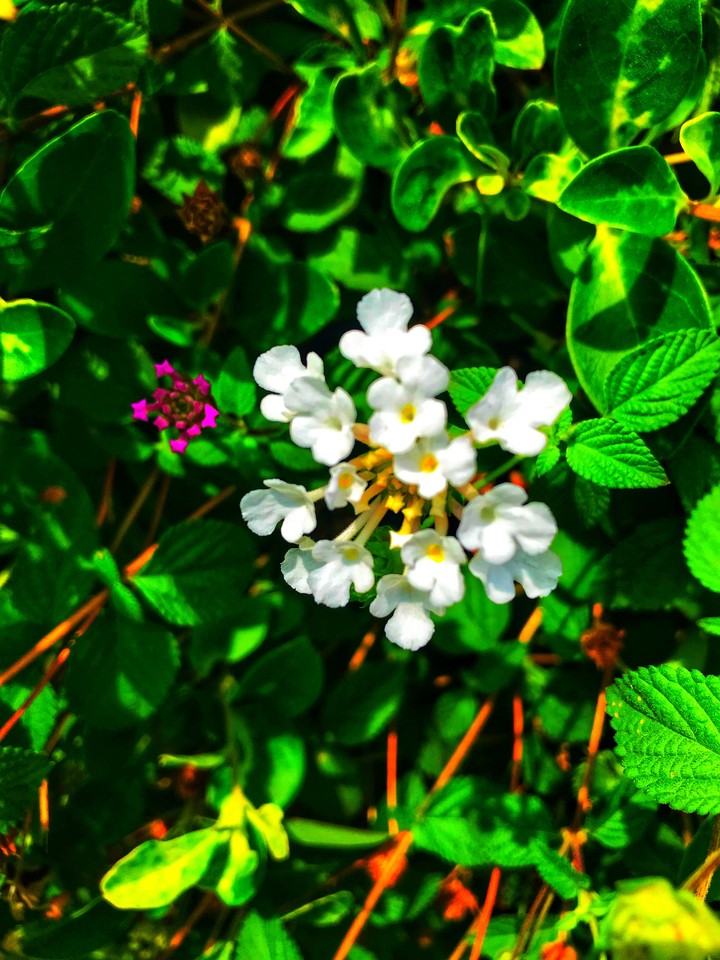 white flower