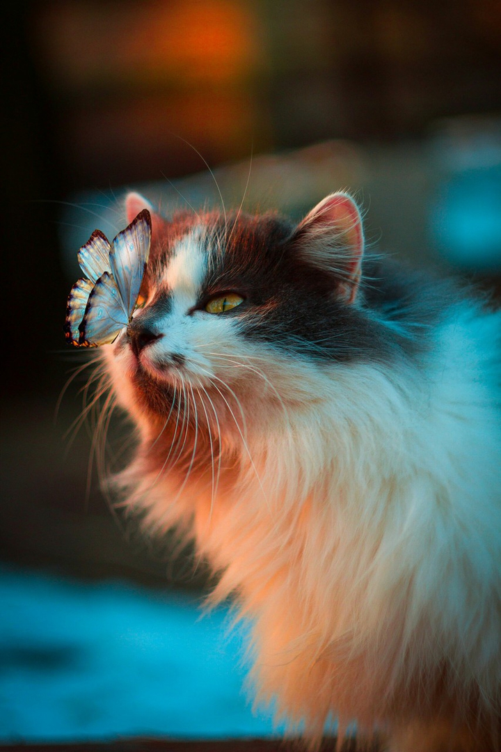 ♪cat ♥
