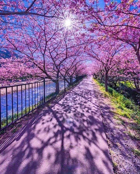 trees