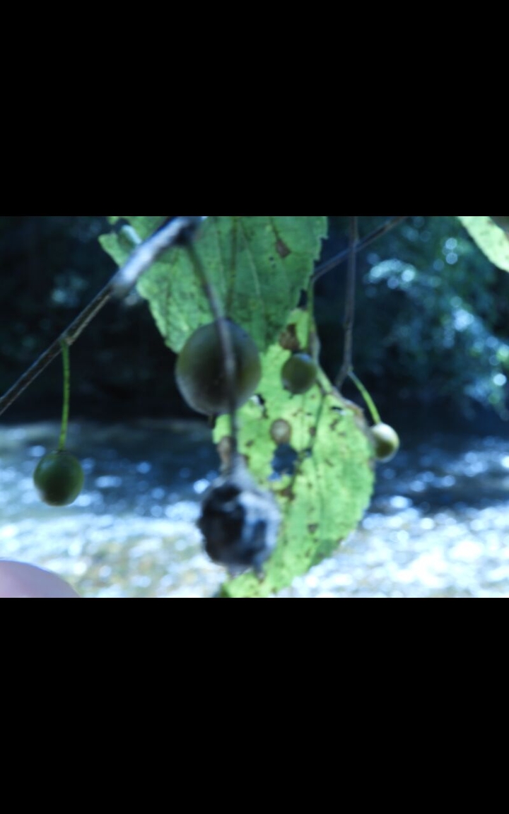 plants