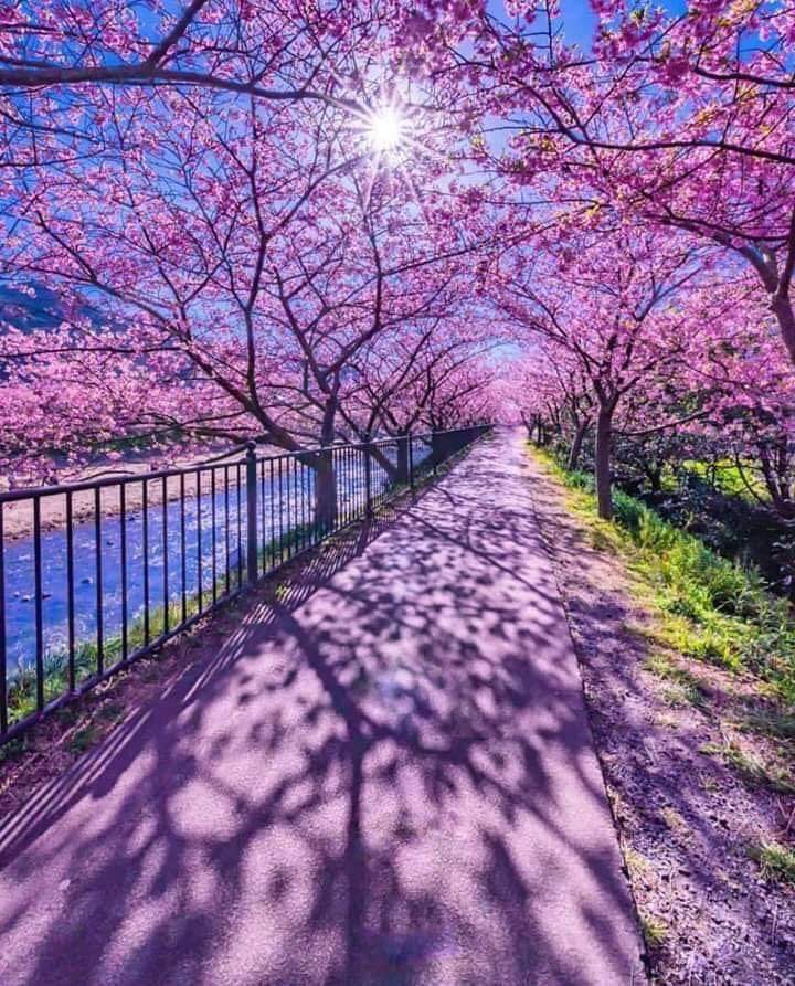 trees