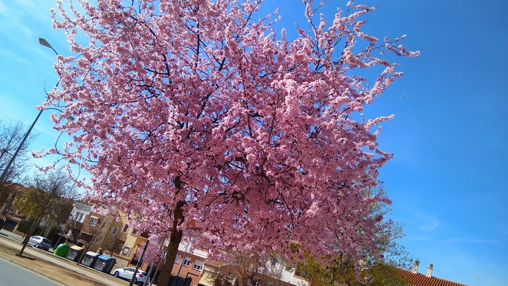 primavera