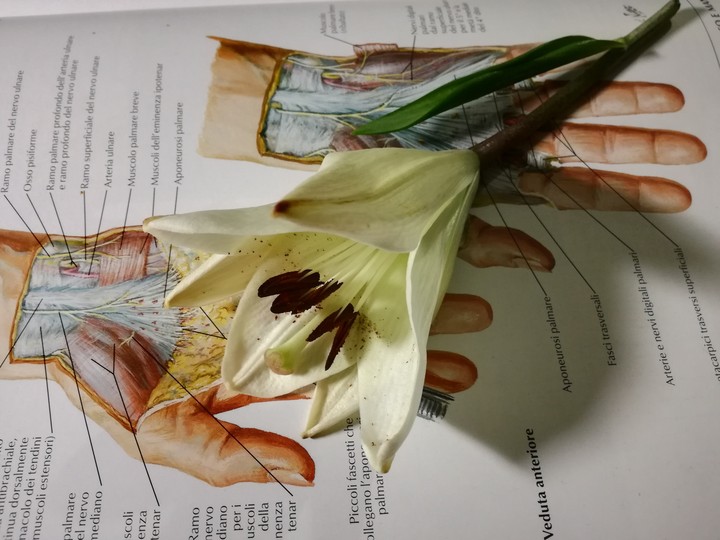 flower and book