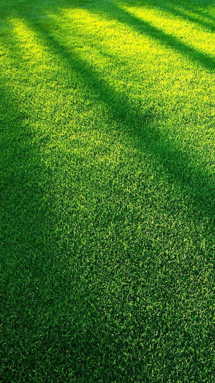 green grass