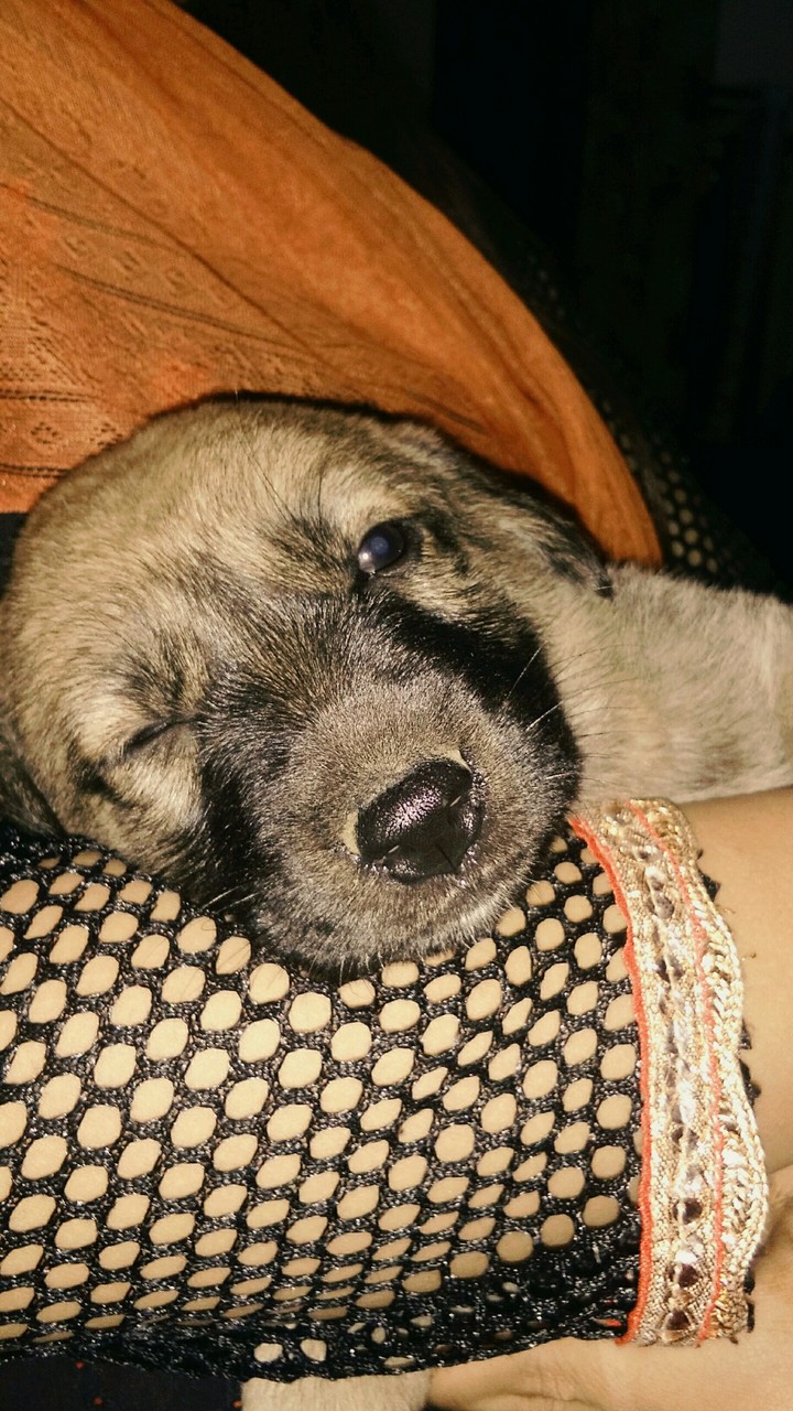 puppy
