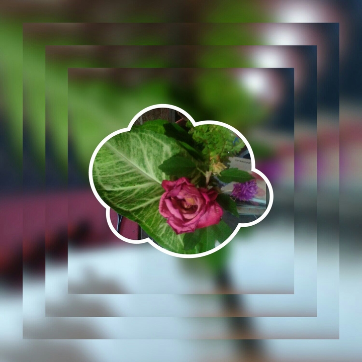 Rosa