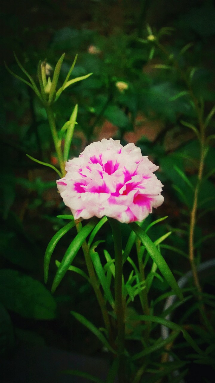 monsoon and a flower