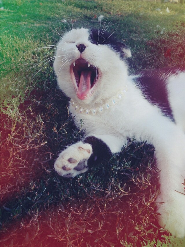 Кот