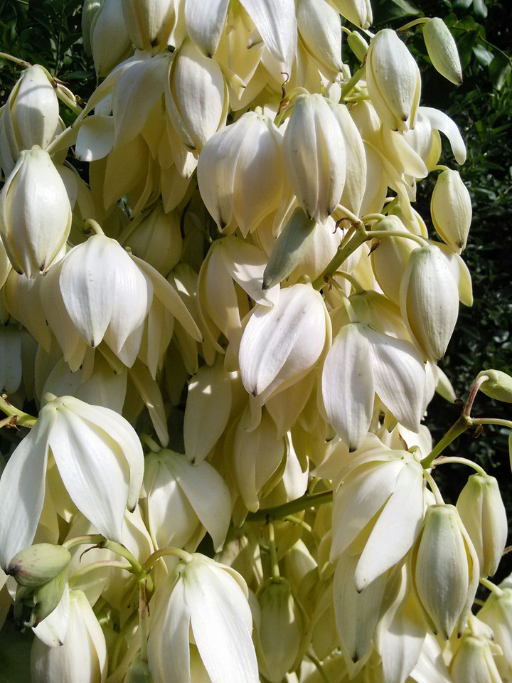 White Bell Flowers