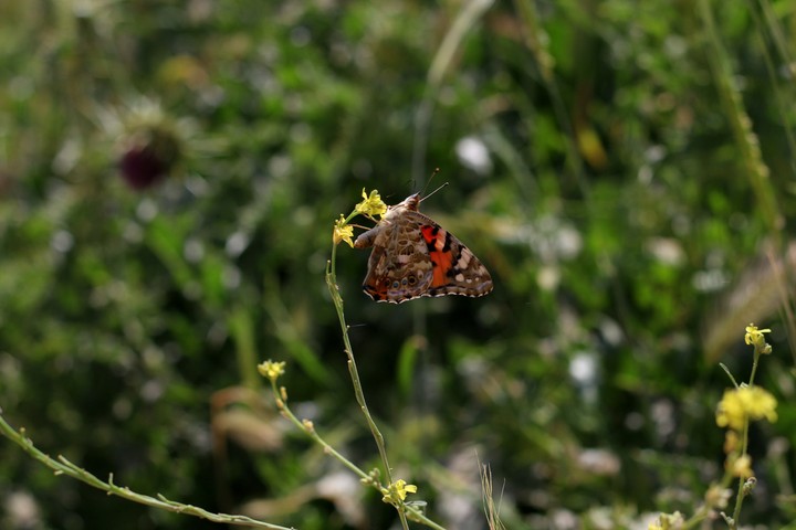 putterfly