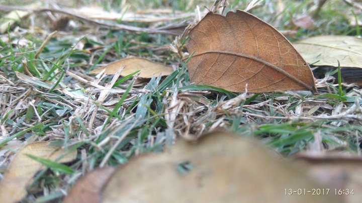 dry leaves......