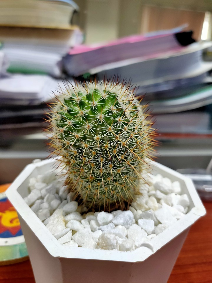 Calm Succulents