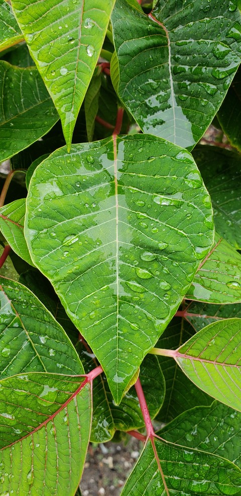 rainy days