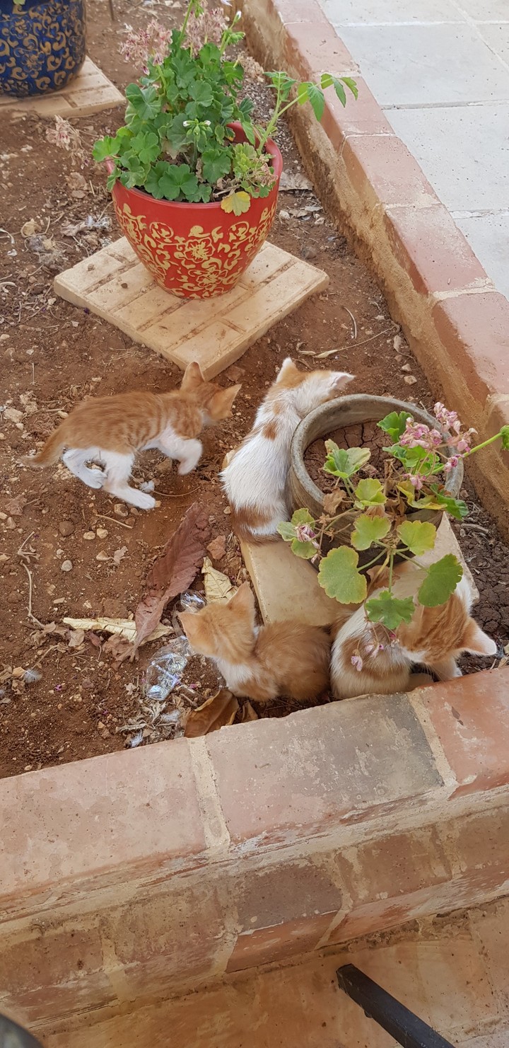 Cats4