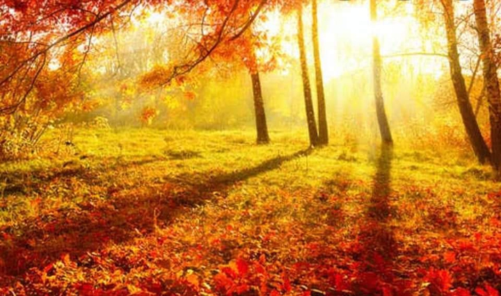 Sunrays in the woods