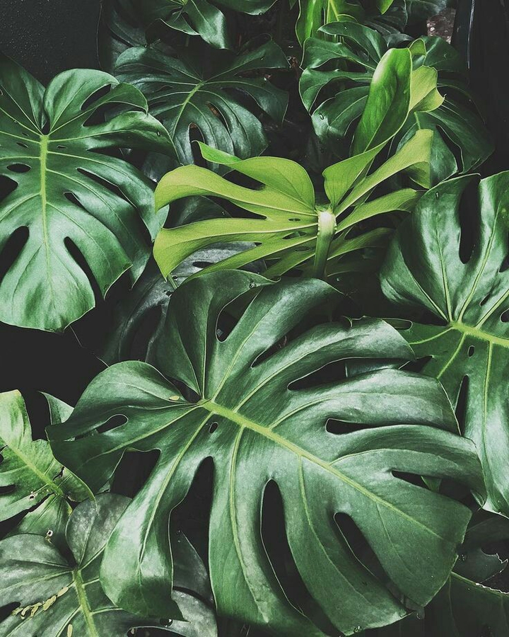 ?☘