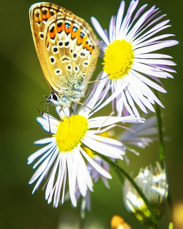 Butterfly Summer