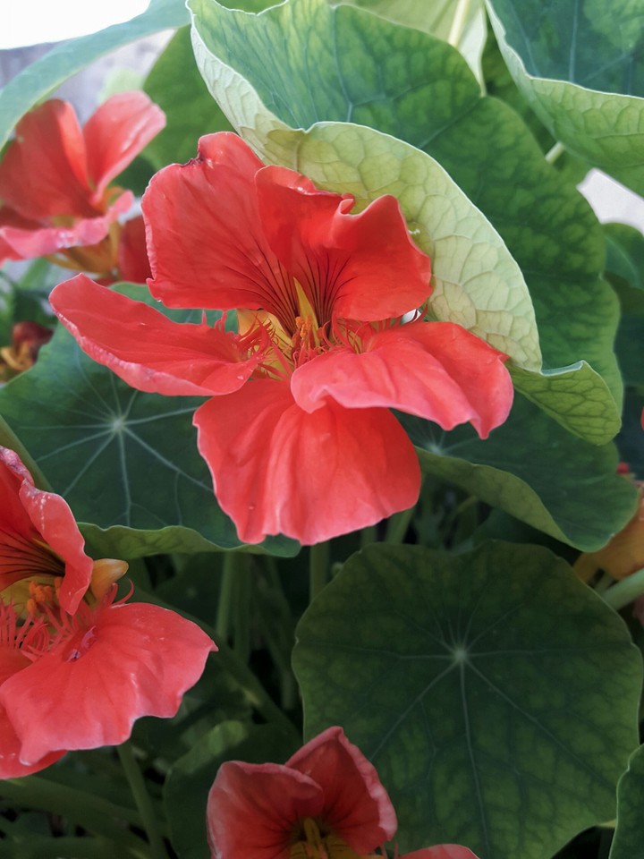 lite florescent red