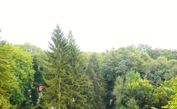 The beautiful forest