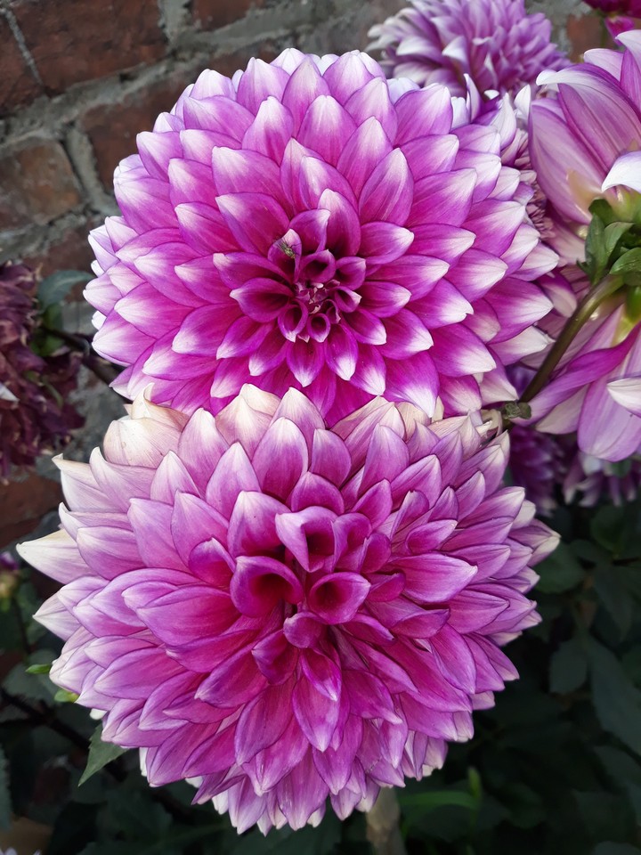 photo from my garden