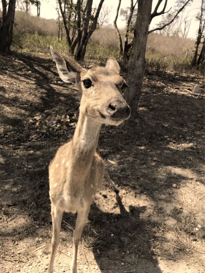 deer