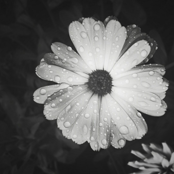 Rainy flower