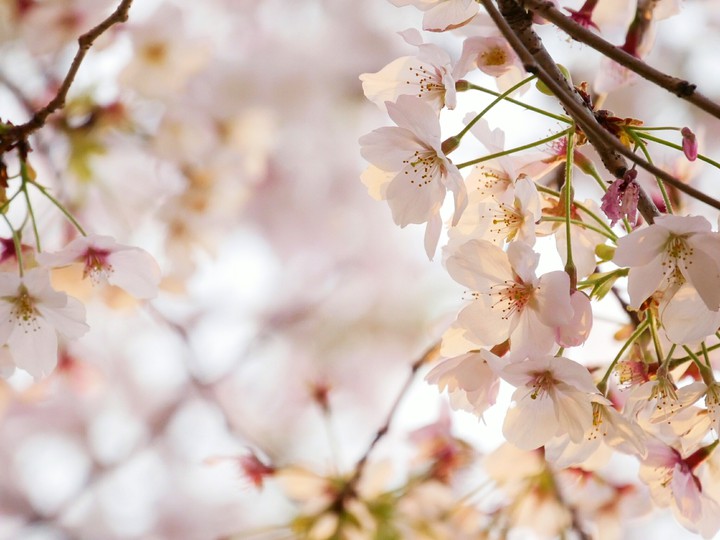 cherryblossom