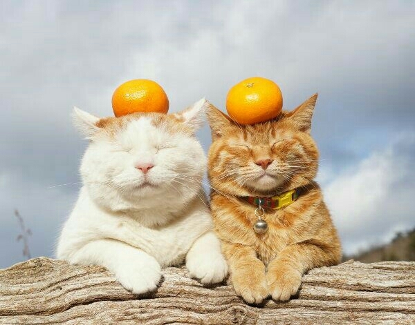 tomcat