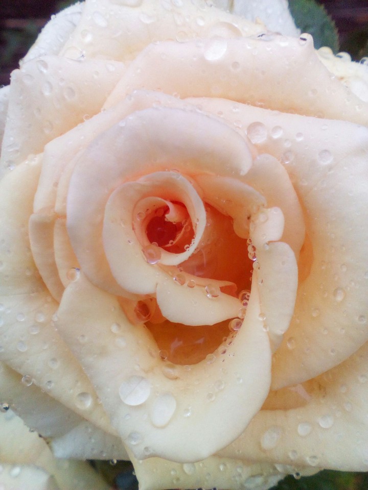 rose