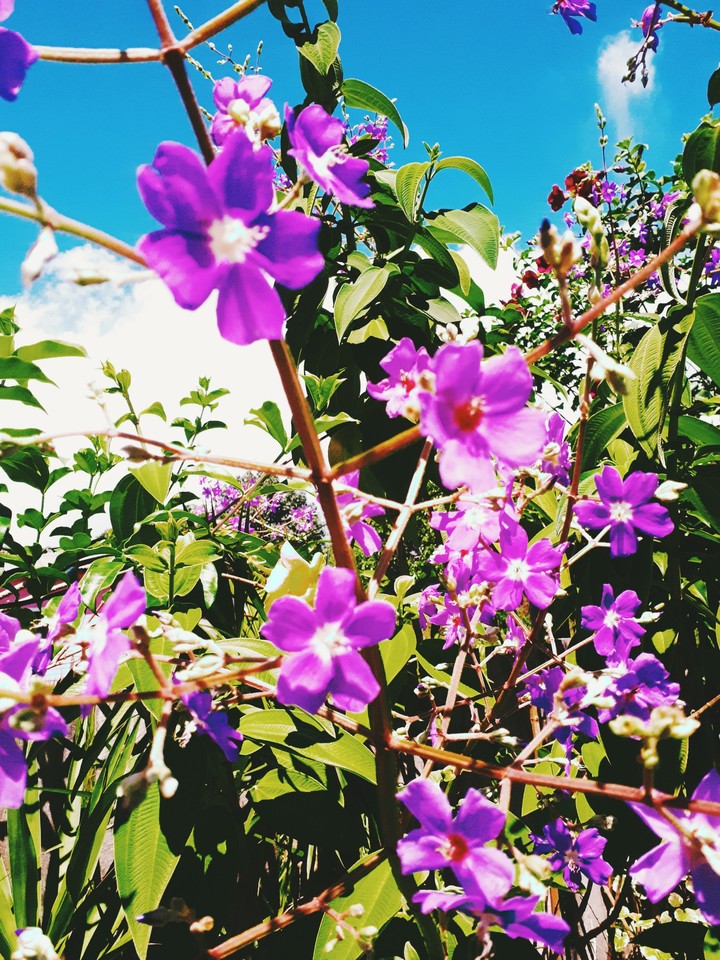 Flowers