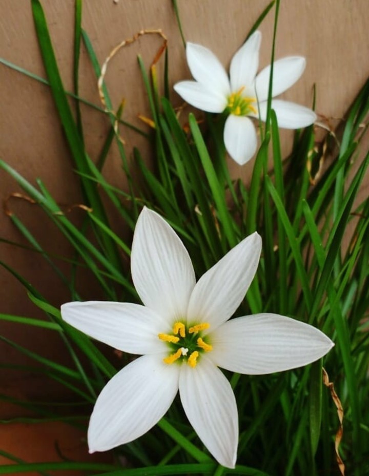 Rain lilies