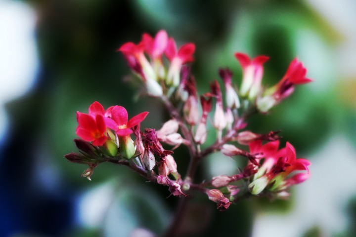 flowers