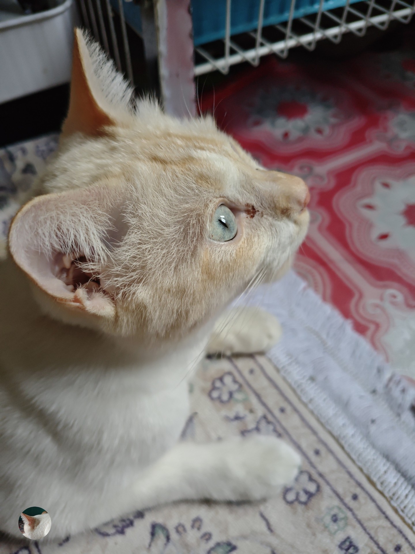 cat, fur wallpapers